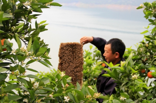 4月29日，三峽庫(kù)區(qū)湖北秭歸縣泄灘鄉(xiāng)陳家灣村五組村民陳宗紅在柑橘園里放養(yǎng)蜜蜂。