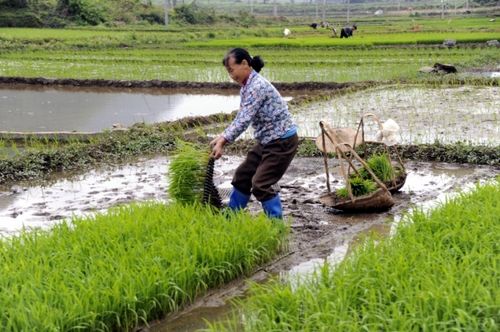 5月5日，廣西羅城縣四把鎮(zhèn)新印村村民在起秧苗，準備插田。