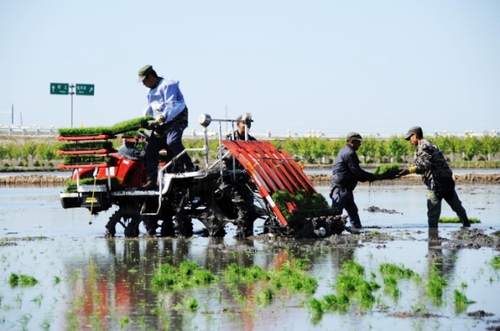 5月9日，在黑龍江省二九一農(nóng)場的水田里，種植戶操作插秧機(jī)進(jìn)行插秧。