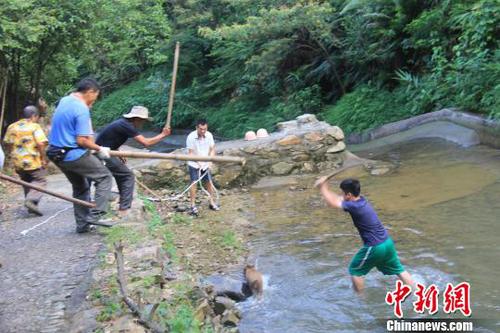 廣東三水九道山25日發(fā)生一件趣事，一頭山豬誤入漂流河道引發(fā)了“人豬大戰(zhàn)”?！埩加瘛z