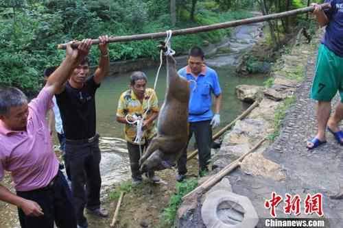 　廣東三水九道山25日發(fā)生一件趣事，一頭山豬誤入漂流河道引發(fā)了“人豬大戰(zhàn)”?！埩加瘛z