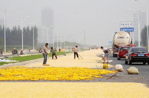 　圖為公路兩側(cè)鋪滿(mǎn)玉米，車(chē)輛緩慢通過(guò)。