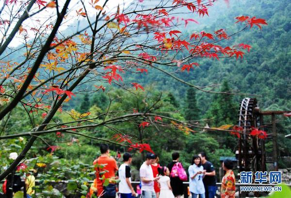 廣西賀州姑婆山楓葉泛紅，吸引眾多游客前來游覽（10月1日攝）。