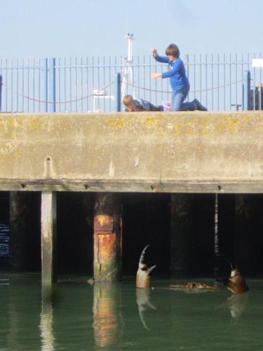 英國(guó)肯特郡惠特斯特布爾(Whitstable)港口附近水域日前再現(xiàn)“巨型螃蟹”身影。