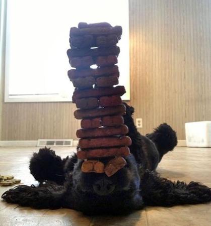 視頻截圖：這只小可卡可以用鼻子頂著一堆餅干保持平衡，這對普通的小狗來說已經(jīng)是無法容忍的事情，食物就在眼前卻不能吃。