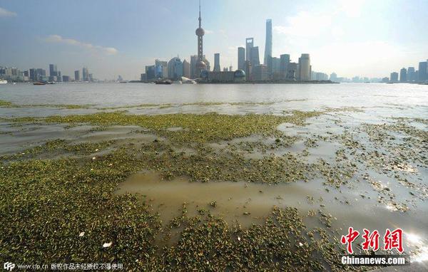 2014年11月19日，上海黃浦江退潮，外灘景觀水域近蘇州河段被大量水葫蘆幾乎占據(jù)，有的甚至沖進(jìn)了防汛墻邊的攔截網(wǎng)。