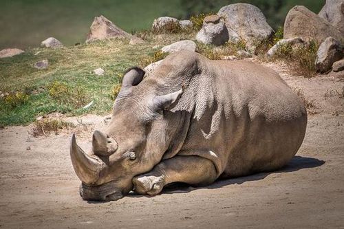 美國加州圣地亞哥動物園的一只北方白犀牛因高齡而死亡，使得世界上碩果僅存的北方白犀牛只剩下5只，瀕臨絕種。