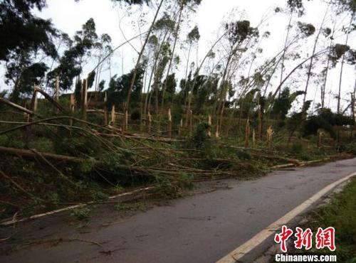 　廣安市武勝縣三溪、飛龍等鄉(xiāng)鎮(zhèn)境內(nèi)遭受狂風雷電冰雹災害大樹被吹斷。（王爵攝）