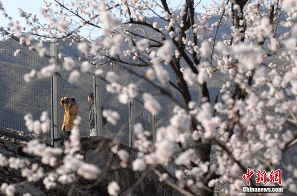 和諧號(hào)列車穿越居庸關(guān)花海 被贊開往春天的列車9