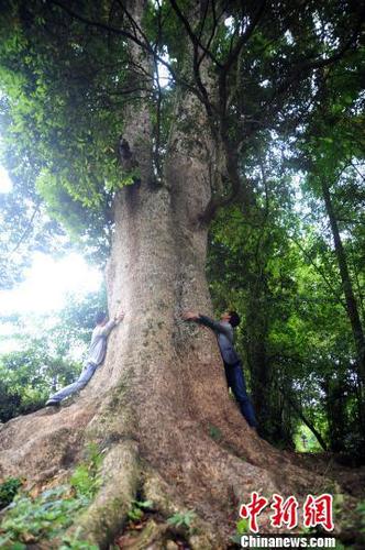 圖為樹齡超600歲的楠木古樹。陳碧生攝