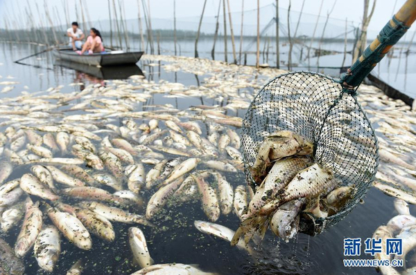 九萬畝水域成“醬油湖”-死魚漂滿湖面2