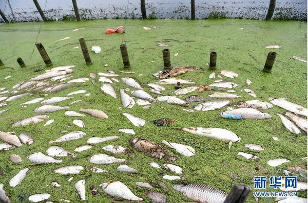九萬畝水域成“醬油湖”-死魚漂滿湖面4