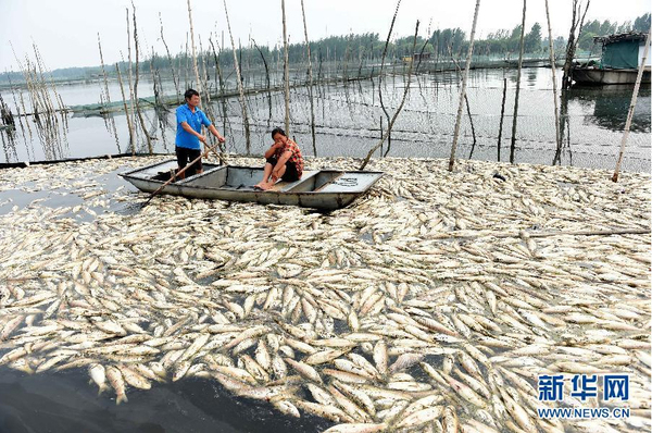 九萬畝水域成“醬油湖”-死魚漂滿湖面5