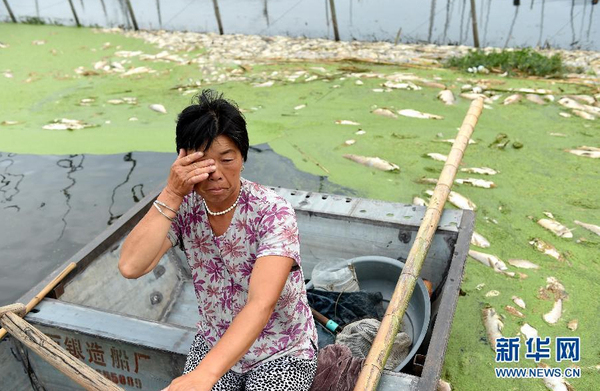九萬畝水域成“醬油湖”-死魚漂滿湖面6