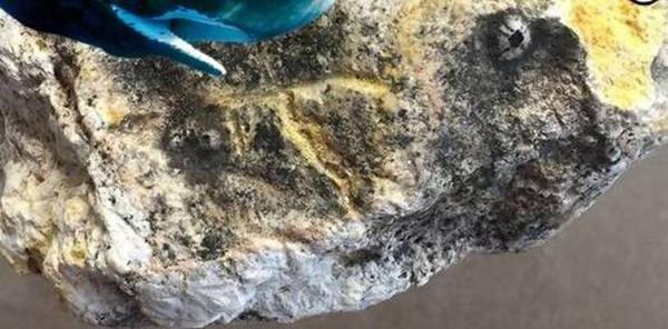 海邊遛狗發(fā)現(xiàn)珍寶-系在海上漂浮數(shù)十年的龍涎香2