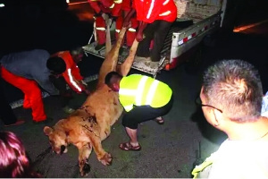 馬戲團(tuán)母獅越獄上高速被撞傷 民警開槍將其擊斃