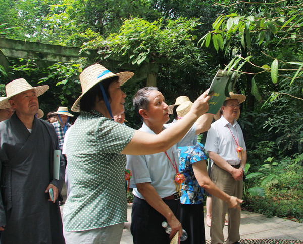 在廣西藥用植物園，考察組成員見到了被稱為“植物界大熊貓”的金花茶