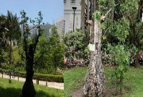 香港公園一棵樹齡達(dá)400年的棗樹枯萎被斬。