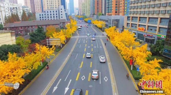 12月5日，上海，上海虹口區(qū)現(xiàn)最長(zhǎng)“金光大道”。四平路上從海倫路到五角場(chǎng)廣場(chǎng)一段栽滿了高大的銀杏樹，全長(zhǎng)超過5公里，秋末冬初，樹葉逐漸變成金黃色，形成一條巨長(zhǎng)的“金光大道”。 圖片來源：視覺中國(guó)