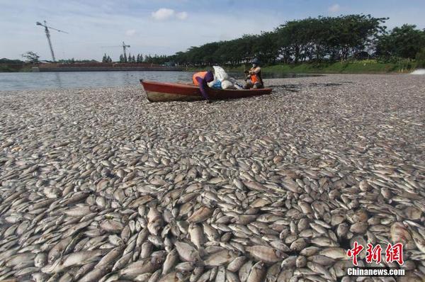 印尼一湖內(nèi)現(xiàn)數(shù)千死魚 或?yàn)樗疁刈兓?