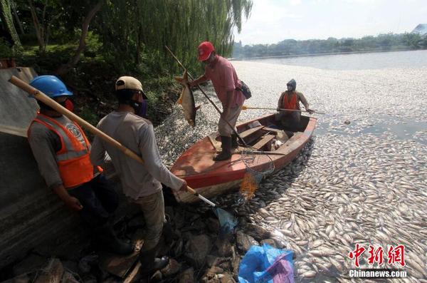 印尼一湖內(nèi)現(xiàn)數(shù)千死魚 或?yàn)樗疁刈兓?