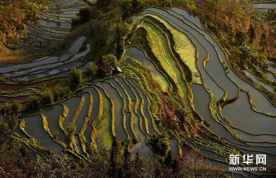 這是云南省紅河州元陽縣的哈尼梯田美景（1月11日攝）。