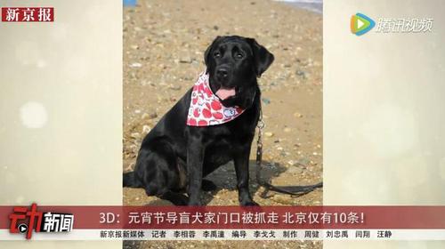 導(dǎo)盲犬元宵節(jié)家門口被強行抓走 北京僅有10條