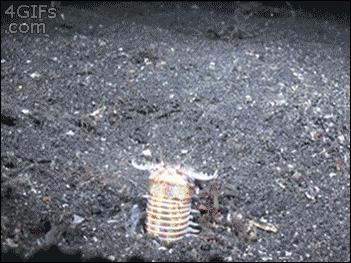 男子家中魚(yú)缸藏近1米肉食性大蟲(chóng) 兩年未察覺(jué)