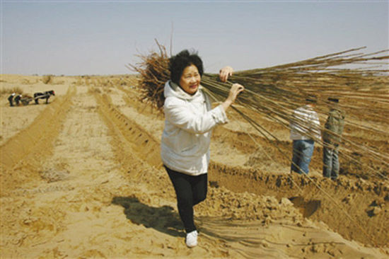 由于車子無法進(jìn)入沙漠，樹苗必須肩扛，年逾花甲的易解放每次都會(huì)帶頭參與。