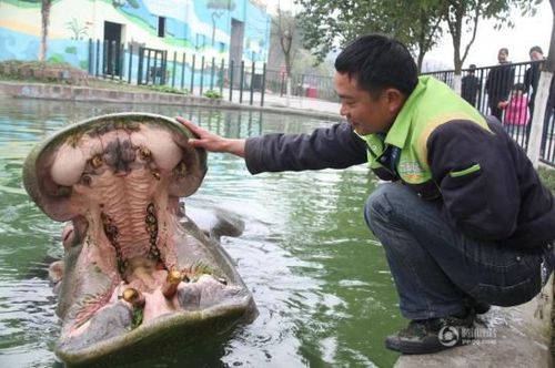 河馬主動求飼養(yǎng)員剔牙