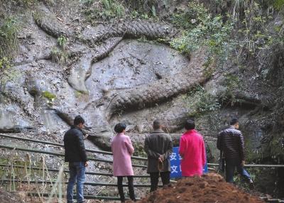 昨天下午，不少當?shù)厥忻衲矫麃砜词?。京華時報記者陶冉攝