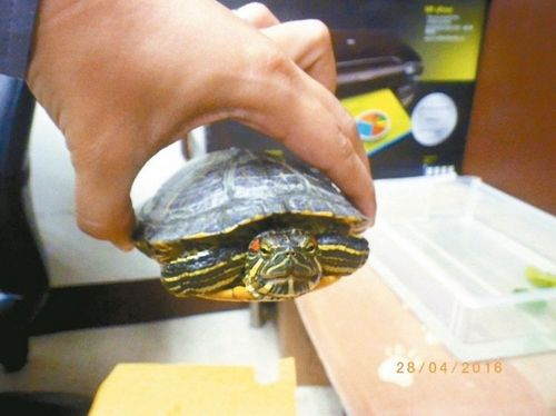　警察事后“逮捕”烏龜，送往動保處代管。來源：臺灣《聯(lián)合報》