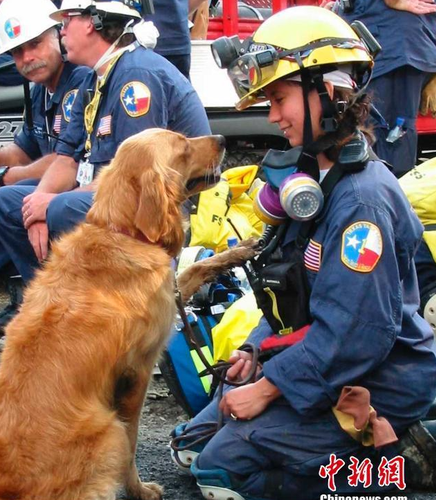 Bretagne是911當(dāng)天第一批被派往現(xiàn)場執(zhí)行搜救任務(wù)的300只搜救犬之一。15年前，紐約世貿(mào)中心雙子塔遭遇恐怖襲擊后倒塌，搜救犬Bretagne被緊急派往世貿(mào)中心殘骸周圍執(zhí)行任務(wù)。整整兩周時間，它每天艱苦工作12小時，協(xié)助消防員和警察搜尋營救幸存者。（資料圖）