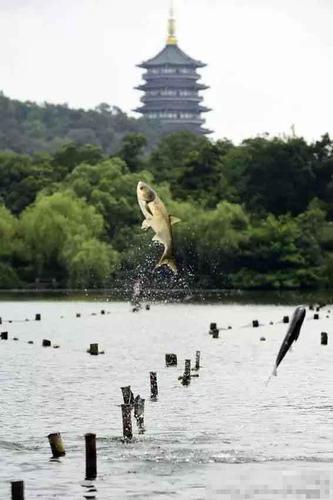 圖為“魚躍“龍門”畫面。（來自：杭州網(wǎng)）