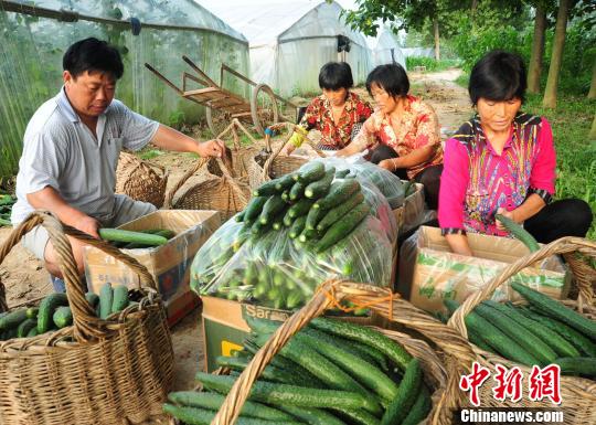 付天軍和聘用的殘友們一起將剛采摘的新鮮黃瓜包裝好。　胡洪濤 攝