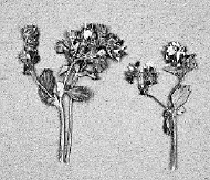 紅四方面軍過草地時(shí)吃的野菜標(biāo)本