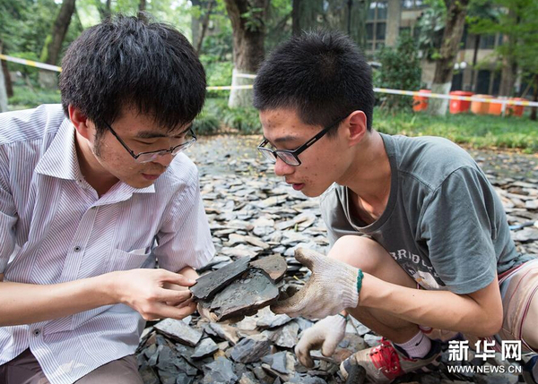 8月21日，市民在南京古生物博物館參加“砸化石”活動。