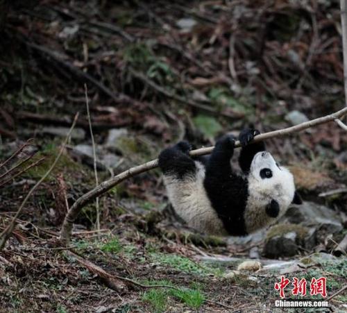 中國大熊貓野化訓練。 鐘欣 攝