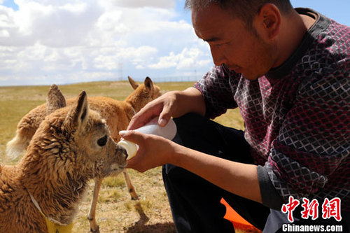 資料圖：小藏羚羊。<a target='_blank' href='http://www.chinanews.com/'>中新社</a>發(fā) 趙凜松 攝