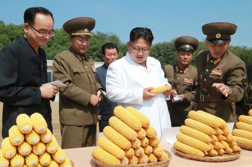 金正恩察看農(nóng)作物試點栽培田和溫室等，具體了解了育種情況。金正恩對農(nóng)場新培育出的適合朝鮮氣候土壤條件、產(chǎn)量高的玉米品種表示滿意。金正恩就農(nóng)場的今后工作作出指示，并為新品種玉米命名“平玉9”號。