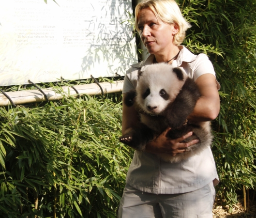 9月15日，在比利時(shí)布呂熱萊特的天堂動(dòng)物園，工作人員抱著大熊貓寶寶“天寶”出席取名儀式。