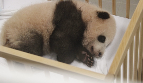 這是9月15日在比利時布呂熱萊特的天堂動物園拍攝的大熊貓寶寶“天寶”。