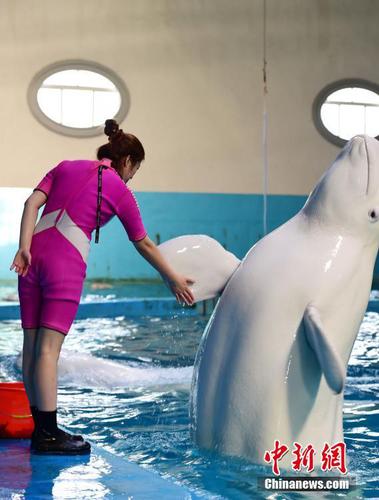 李倩說，每天除了喂食、訓練、演出之外，她還要給動物們切餌料、測體溫、清掃水池等，馴養(yǎng)動物比帶孩子還累。 蔡紅文 攝