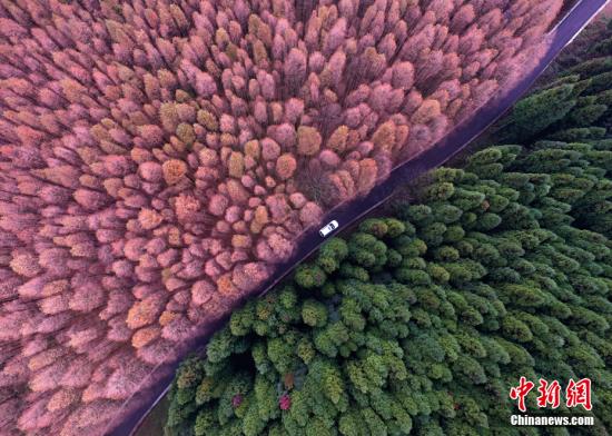 資料圖：重慶市南川區(qū)山王坪喀斯特國(guó)家生態(tài)公園內(nèi)的萬(wàn)畝林海五彩繽紛，美不勝收。 <a target='_blank' href='http://www.chinanews.com/'>中新社</a>記者 陳超 攝