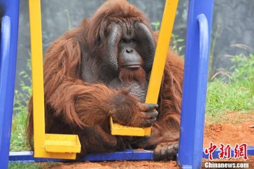 紅毛猩猩上約會網(wǎng)站找對象荷蘭動物園實驗助繁殖