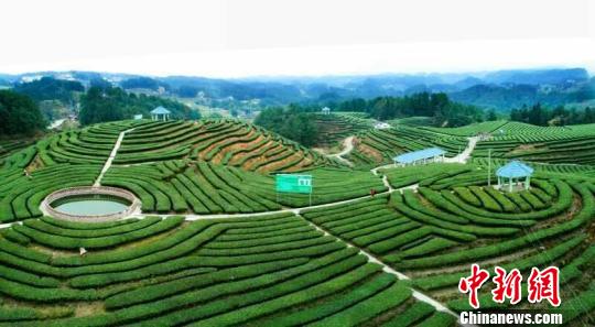重慶南川總面積達8萬畝的茶葉基地不僅出產(chǎn)優(yōu)質(zhì)茶葉，其旅游價值也漸漸被發(fā)掘出來。　鐘欣 攝