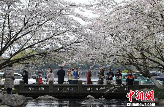 圖為杭州西湖的太子灣公園?！⊥鮿?攝