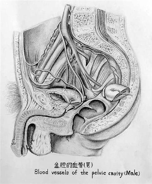 人體解剖學(xué)繪圖比賽參賽作品。