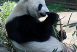 日本上野動物園大熊貓或懷孕