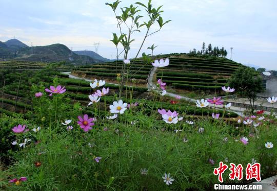 圖為茶園旁格?；ㄊ⒎琶啦粍偈?。　吳蘇梅 攝